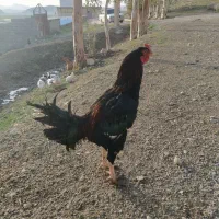 خروس لاری|حیوانات مزرعه|سرپل ذهاب, |دیوار