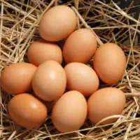 تخم مرغ محلی نطفه دار مقوی