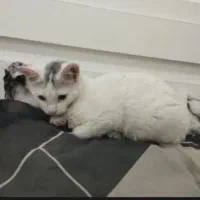 پیشی کوچولو