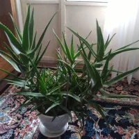 گل طبیعی|گل و گیاه طبیعی|خرمدره, |دیوار
