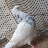 کبوتر کفتر|پرنده|قشم, |دیوار