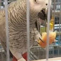 کاسکو