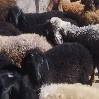 بره نر ریز جهت پروار