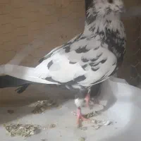 کفتر گرفتنی