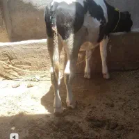 ۲ عدد گوساله نر فروشی ( موقعیت دزفول