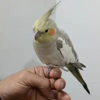 عروس هلندی سالم ماده