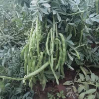 باقلا|عمده‌فروشی|دزفول, |دیوار