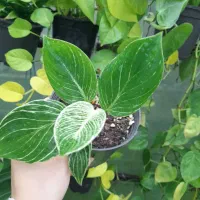 گل برکین و مطبق