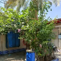 فروش منزل ویلایی|فروش خانه و ویلا|آبادان, |دیوار