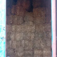 کاه خالص گندم امساله بسته بندی شده