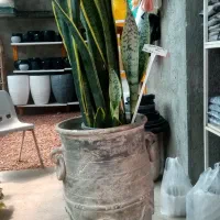 مشاوره و نگهداری گیاهان آپارتمانی و فضای سبز|گل و گیاه طبیعی|مشهد, آبکوه|دیوار