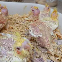طوطی عروس سرلاکی