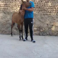 مادیون ۳ساله باکره نریون