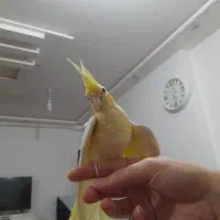 عروس هلندی|پرنده|خان ببین, |دیوار