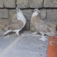 کبوتره دمگیر دوبحر ۳عدد فروشی