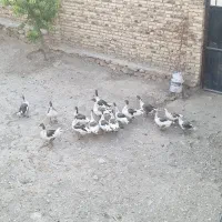 غاز