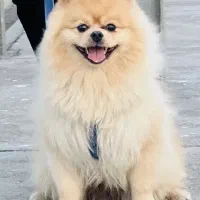 سگ پامرانین عروسکی نر