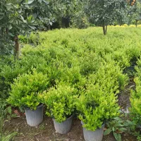 یاس گلدان 12