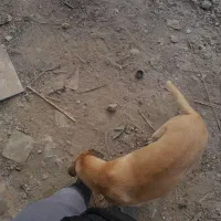 واگذاری طوله ۶ ماهه|سگ|تهران, هفده شهریور|دیوار