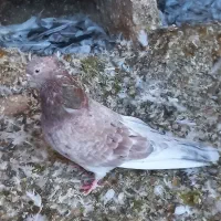 سرورآتشی|پرنده|قم, نیروگاه|دیوار