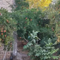 فروش زمین باغی در فرهنگ شهر|فروش زمین و ملک کلنگی|شیراز, فرهنگ شهر|دیوار
