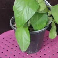 قلمه فیکوس|گل و گیاه طبیعی|میبد, |دیوار