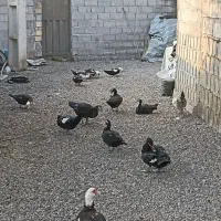 اردک اسرائیلی|حیوانات مزرعه|املش, |دیوار