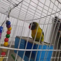 طوطی کوتوله نر زیبا معاوضه با یک کوتوله نر بالغ