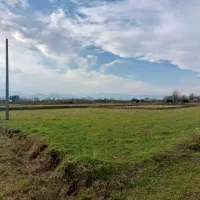 5/5هکتار شالیزار سنتی چسبیده به مسکونی