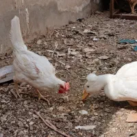 مرغ و جوجه محلی|حیوانات مزرعه|مهرستان, |دیوار