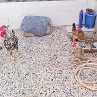 مرغ وخروس سراه خرمشهر عین دو دونی سیصدوپنجاه|حیوانات مزرعه|اهواز, عین ۲|دیوار