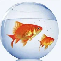 ماهی قرمز