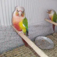 یک جفت گرینچیگ مولد و صحبتی|پرنده|کاشمر, |دیوار