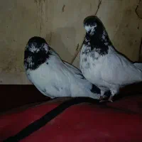 کله سرخ دمسبز نوک قنار