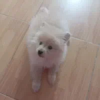 واگذاری  سگ پامر ۴ماهه