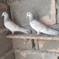 زاغ نرگره وجوجه پرشی|پرنده|میناب, |دیوار