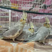 جوجه عروس هلندی