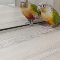 طوطی گرینچیک|پرنده|شهرکرد, |دیوار