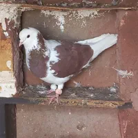 کفتر پشتی سرخ و سینه زرد