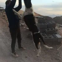 سگ غول پیکر