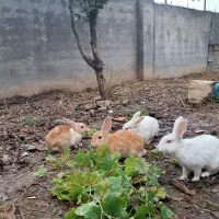خرگوش
