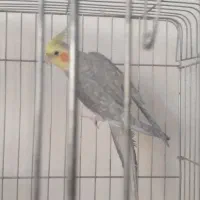 عروس هلندی ومرغ عشق|پرنده|سربند, |دیوار