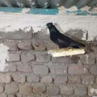 زاغ|پرنده|خرم‌آباد, |دیوار