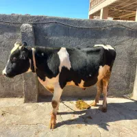 گاو گوساله|حیوانات مزرعه|حمیل, |دیوار