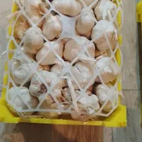 سیر خشک