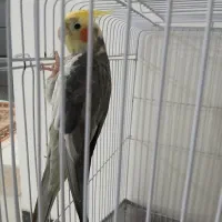 عروس هلندی جفت|پرنده|ساری, |دیوار