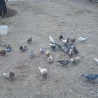 کبوتر