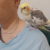طوطی سخنگو
