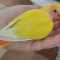 طوطی برزیلی صورت هلویی اوپال چشم‌شرابی