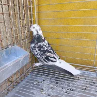 کبوتر ماده سرور دم سفید.